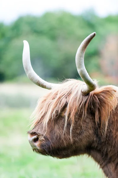 Güzel yayla İskoç kıllı kırmızı inek closeup portresi