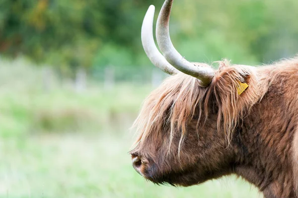 Güzel yayla İskoç kıllı kırmızı inek closeup portresi