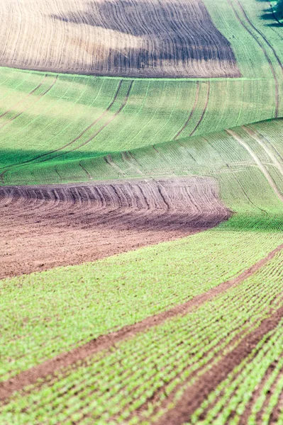 Bakgrundsmönster med kurvor för vågig rullande texturerat landsbygdens fi — Stockfoto