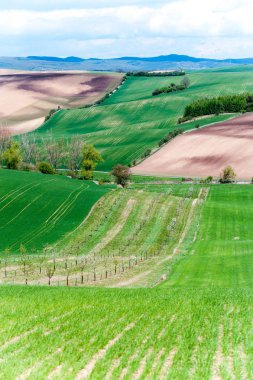 Doğa eğrileri. Yeşil bahar alanındaki çiçek açması beyaz ağaç