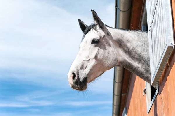 Ritratto di cavallo grigio purosangue in finestra stabile . — Foto Stock