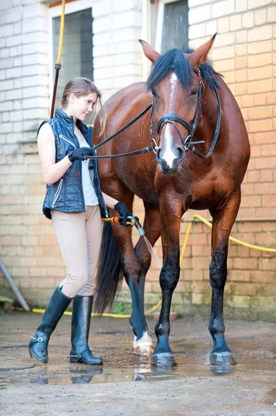 Menina muito jovem proprietário lavar as pernas de seu cavalo favorito baía — Fotografia de Stock