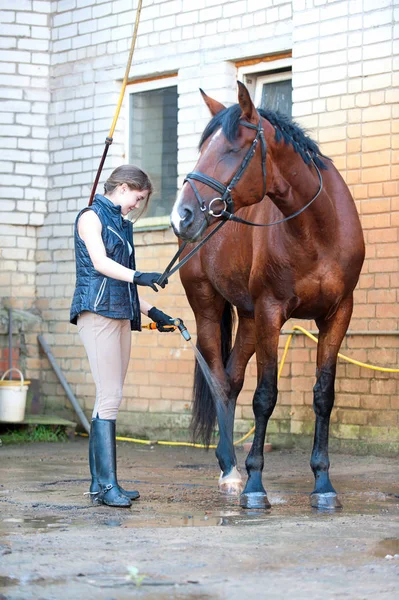 Joven adolescente ecuestre lavando su caballo marrón en la ducha — Foto de Stock