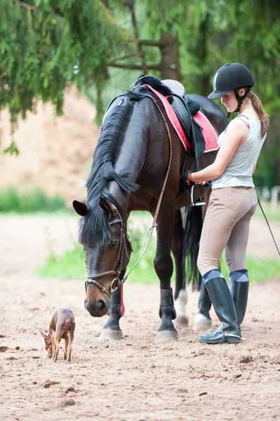 Curioso caballo marrón quiere conocer perro pequeño . —  Fotos de Stock