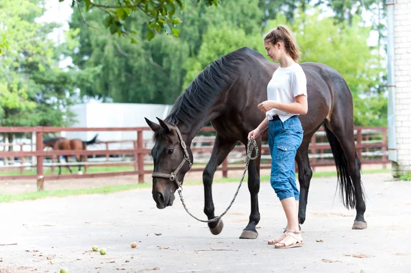 Keresi a néhány alma. Fekete ló séta a tizenéves lány — Stock Fotó