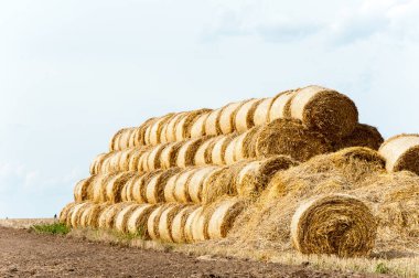 sonra hasat anız alanında birçok saman balya. hasat zamanı