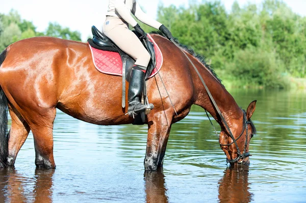 Agua potable para caballos en el río después del entrenamiento deportivo — Foto de Stock