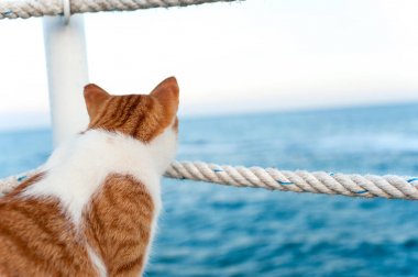 Sevimli kırmızı kedi görünümlü uzak sahil parkında oturan