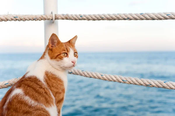 Cute red cat looking torward the sea sitting on pier Stock Photo