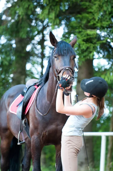 Teenage lady-equestrian checking her bay horse\'s teeth condition