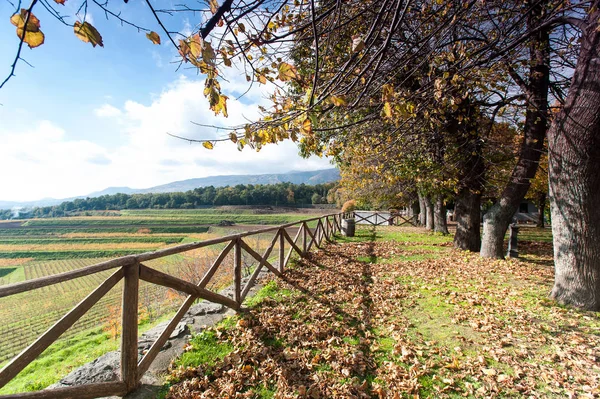 Autumn landscape of vine-yard with wood and italian mountains