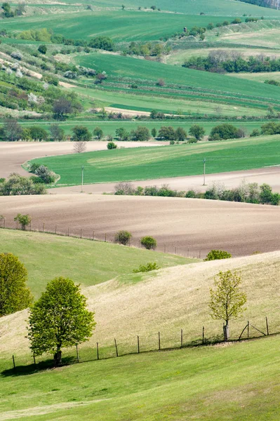 Paisaje con balanceo ondulado verde campos patrón textura en spri — Foto de Stock