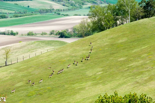 Paesaggio con cervi in campi marcati verde moravo — Foto Stock