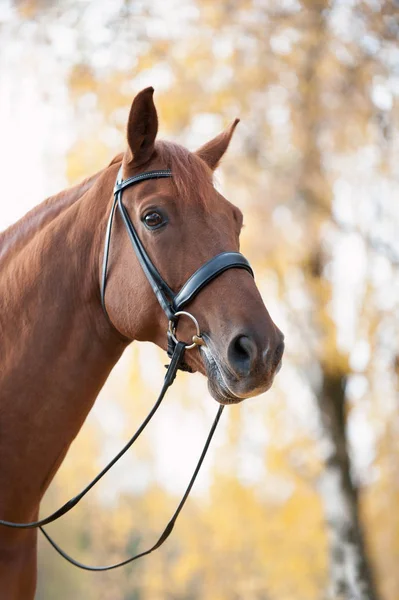 Grondig gefokt rood paard portret op herfst bladeren achtergrond — Stockfoto