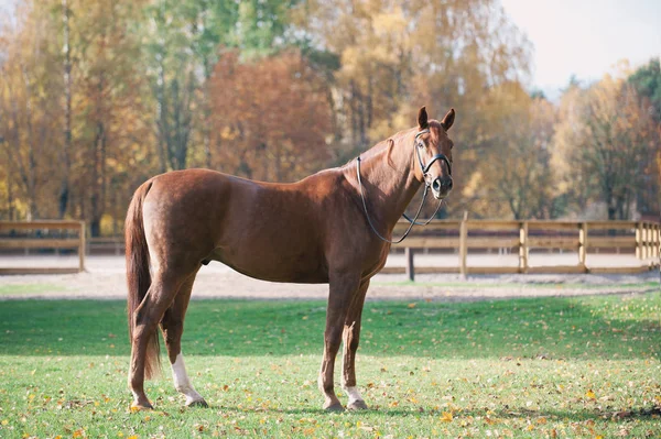 Portret van sierlijk rood paard op manege — Stockfoto