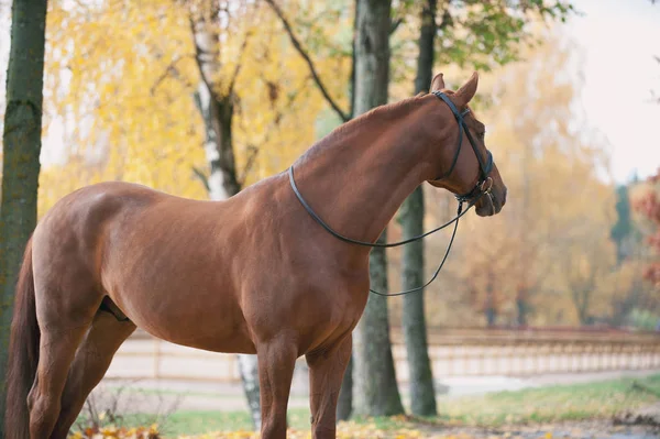 가두에서 있는 우아 한 붉은 말의 모습 — 스톡 사진