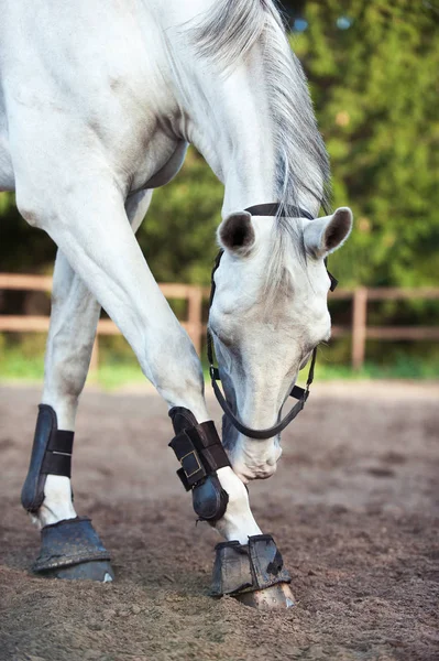 Portrét šedého koně škrábajícího nohu — Stock fotografie