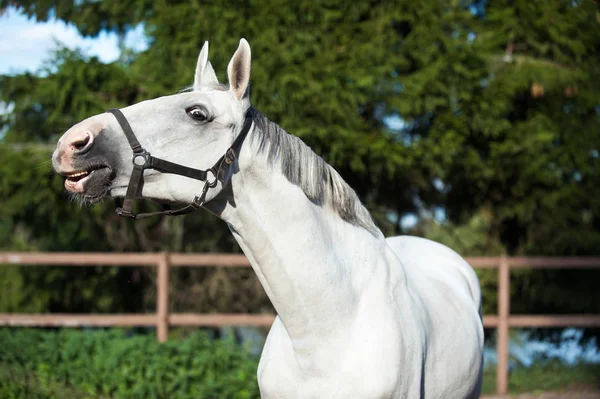 Portret van sierlijk grijs paard dat vreemd genoeg reikt — Stockfoto