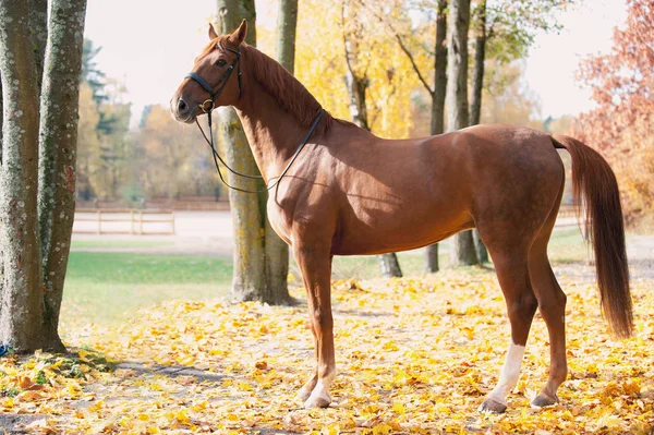 Portret van sierlijk rood paard staand — Stockfoto