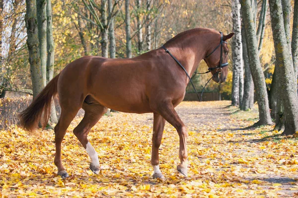 Ritratto di grazioso cavallo rosso che corre — Foto Stock