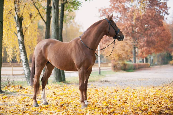 Ritratto di grazioso cavallo rosso in piedi — Foto Stock