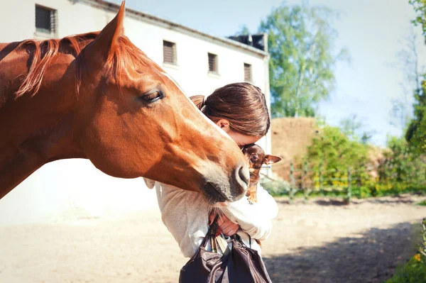 My best friends-red horse and small dog — Stock Photo, Image