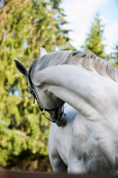 Corpo Muscolare Cavallo Grigio Che Gratta Indietro Estate Colorato All — Foto Stock