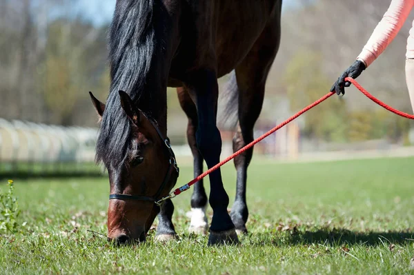 Portret Van Kastanjedragende Paarden Die Grazen Een Groen Grasland Zomer — Stockfoto