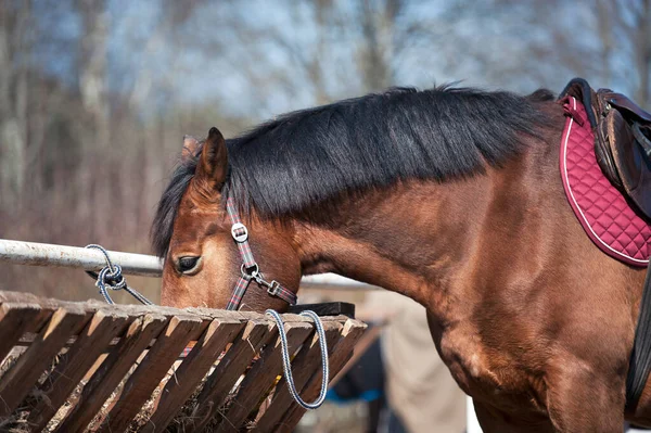 Kasztanowy Koń Jedzący Siano Treningu Kolorowy Obraz Poziomie Zewnątrz Filtrem — Zdjęcie stockowe