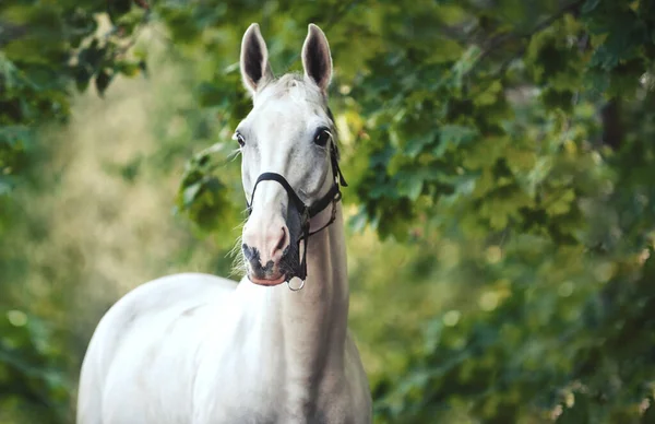 Yeşil Parktaki Zarif Safkan Gri Atın Yakın Plan Portresi Açık — Stok fotoğraf