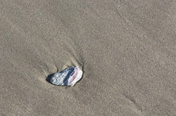 Blaurosa Weiße Gebrochene Schale Auf Nassem Sand Strand — Stockfoto