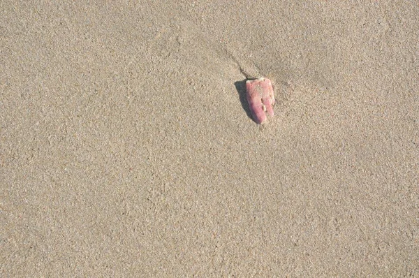 Rosa Skal Våt Strukturerad Strand Sand Med Havsvattenflöden Sanden — Stockfoto