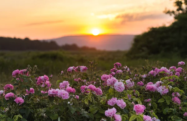 Te ros blommor i solnedgången ljus. — Stockfoto