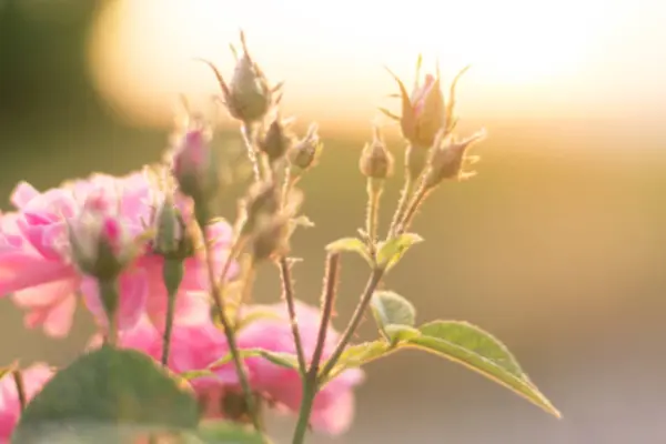 Rozmazat pozadí s bokeh čaj růže Příroda a ekologie koncept — Stock fotografie