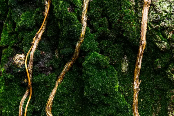 Una corteza de árbol viejo cubierto de musgo verde exuberante penetrado por tallos de hiedra — Foto de Stock