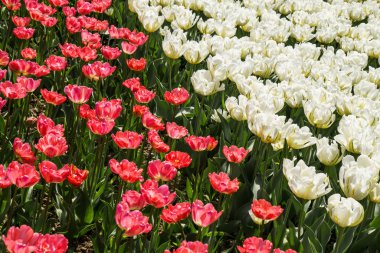 Bulanık arka planda yumuşak ışıkta lale tomurcukları Bahar mevsimi çiçekli arka planda