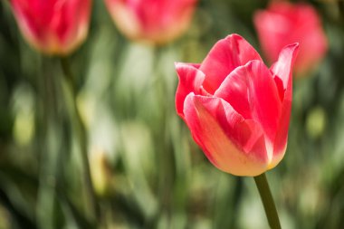 Bulanık arka planda yumuşak ışıkta lale tomurcukları Bahar mevsimi çiçekli arka planda