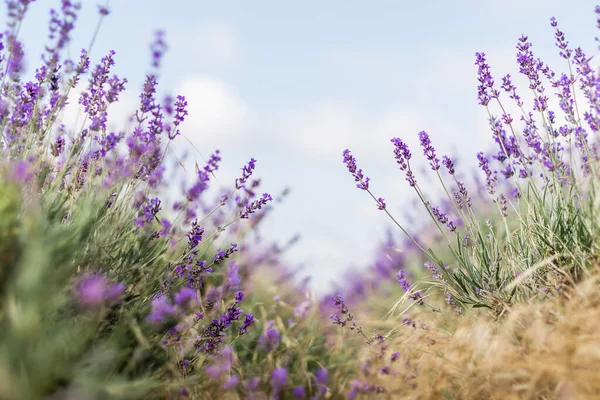 Suddig natur scen Lavendel blommor vacker natur scen fält i solljus Lavendel blommig bakgrund — Stockfoto