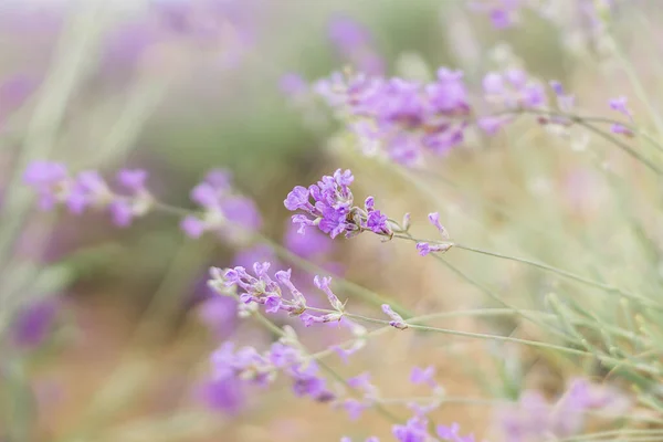 Suddig natur scen Lavendel blommor vacker natur scen fält i solljus Lavendel blommig bakgrund — Stockfoto