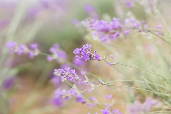 Suddig natur scen Lavendel blommor vacker natur scen fält i solljus Lavendel blommig bakgrund — Stockfoto