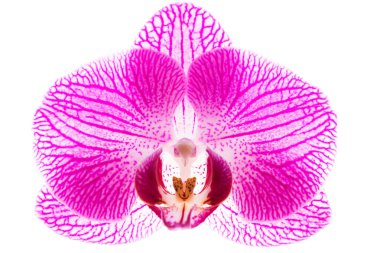 Beyaz zemin üzerinde orkide çiçeği mavi falanopsis arkaplan soyut