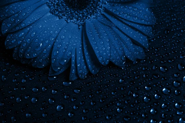 Siyah arkaplanda kırmızı gerbera çiçeği, su damlalarında