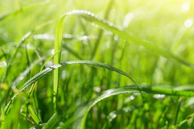 Bokeh arka planına ve seçici odaklı güneş ışığına sahip doğa yeşil çimenler