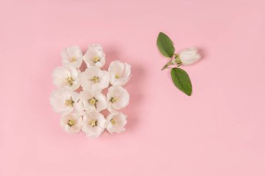 Pembe bir zemin üzerinde düşen bahar çiçekleri. Projeler için bahar çiçekleri arka planı.