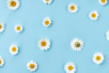 Mavi arka planda papatya çiçeğinden yapılmış desen. Yaratıcı projeniz için arkaplan.