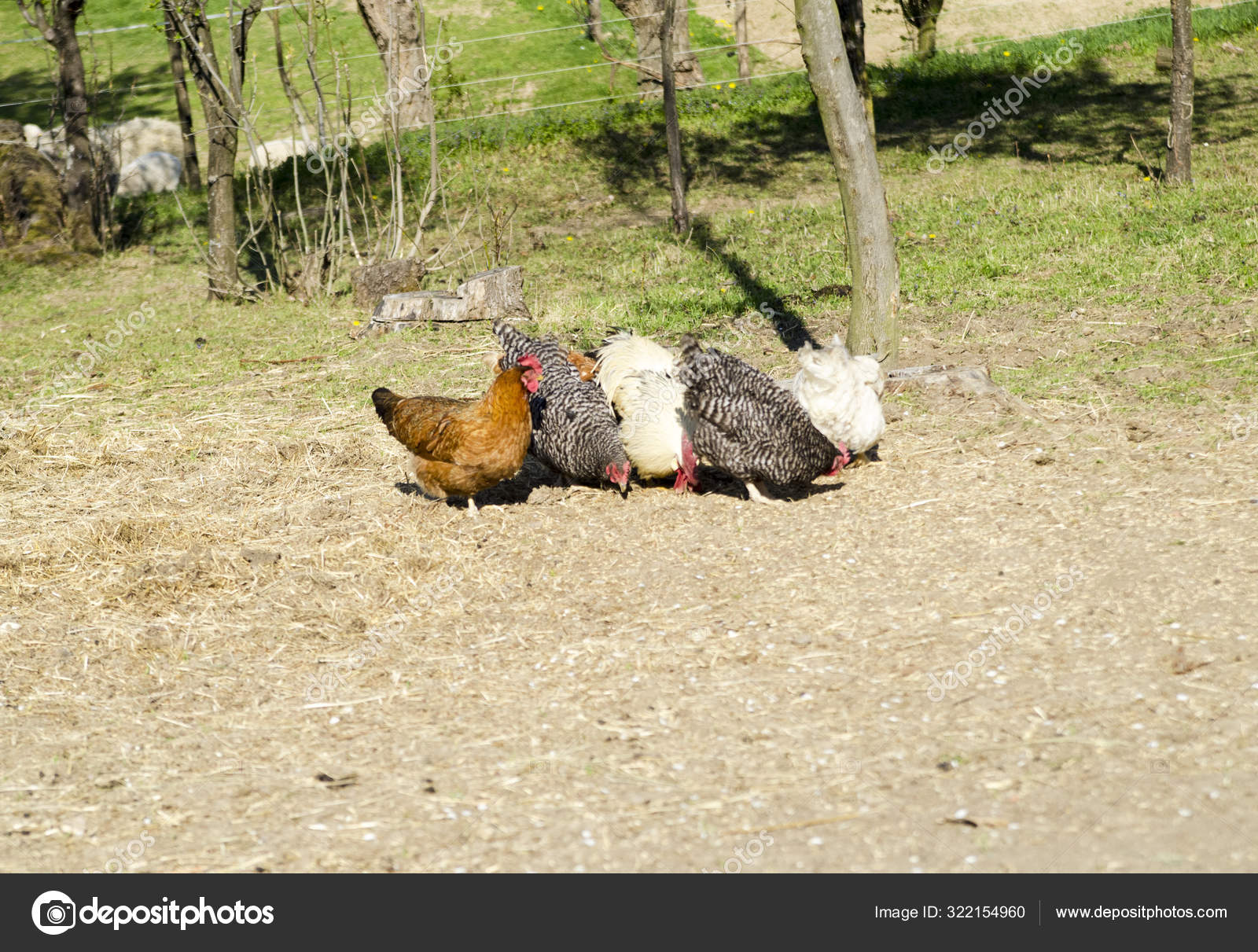 Chickens Eating Grass Stock Photo by 322154960