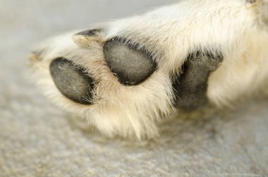 Şirin kürklü köpeğe yaklaş.