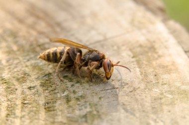Ağaçtaki sineğin makro görüntüsü.