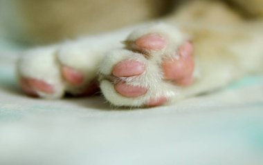 Uyuyan şirin bir köpeğe yaklaş.