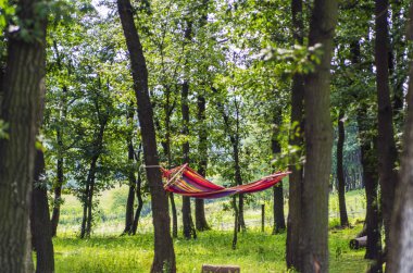 Ormandaki ağaçlar arasındaki hamak